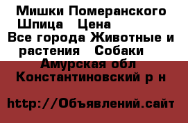 Мишки Померанского Шпица › Цена ­ 60 000 - Все города Животные и растения » Собаки   . Амурская обл.,Константиновский р-н